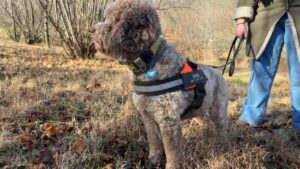 A fluffy, mottled white and brown dog is in an orchard of hazelnut and oak trees. He wears a fluorescent orange harness labeled "Luca: NewTown Truffle."