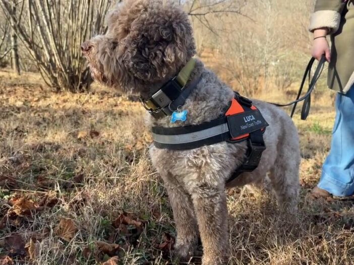A fluffy, mottled white and brown dog is in an orchard of hazelnut and oak trees. He wears a fluorescent orange harness labeled "Luca: NewTown Truffle."