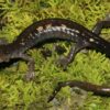 A slender, purplish-brown salamander with two rows of yellow spots along its back stands on a bed of vibrant green moss.