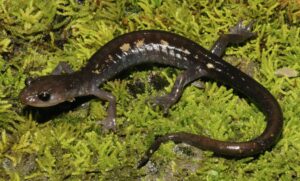 A slender, purplish-brown salamander with two rows of yellow spots along its back stands on a bed of vibrant green moss.