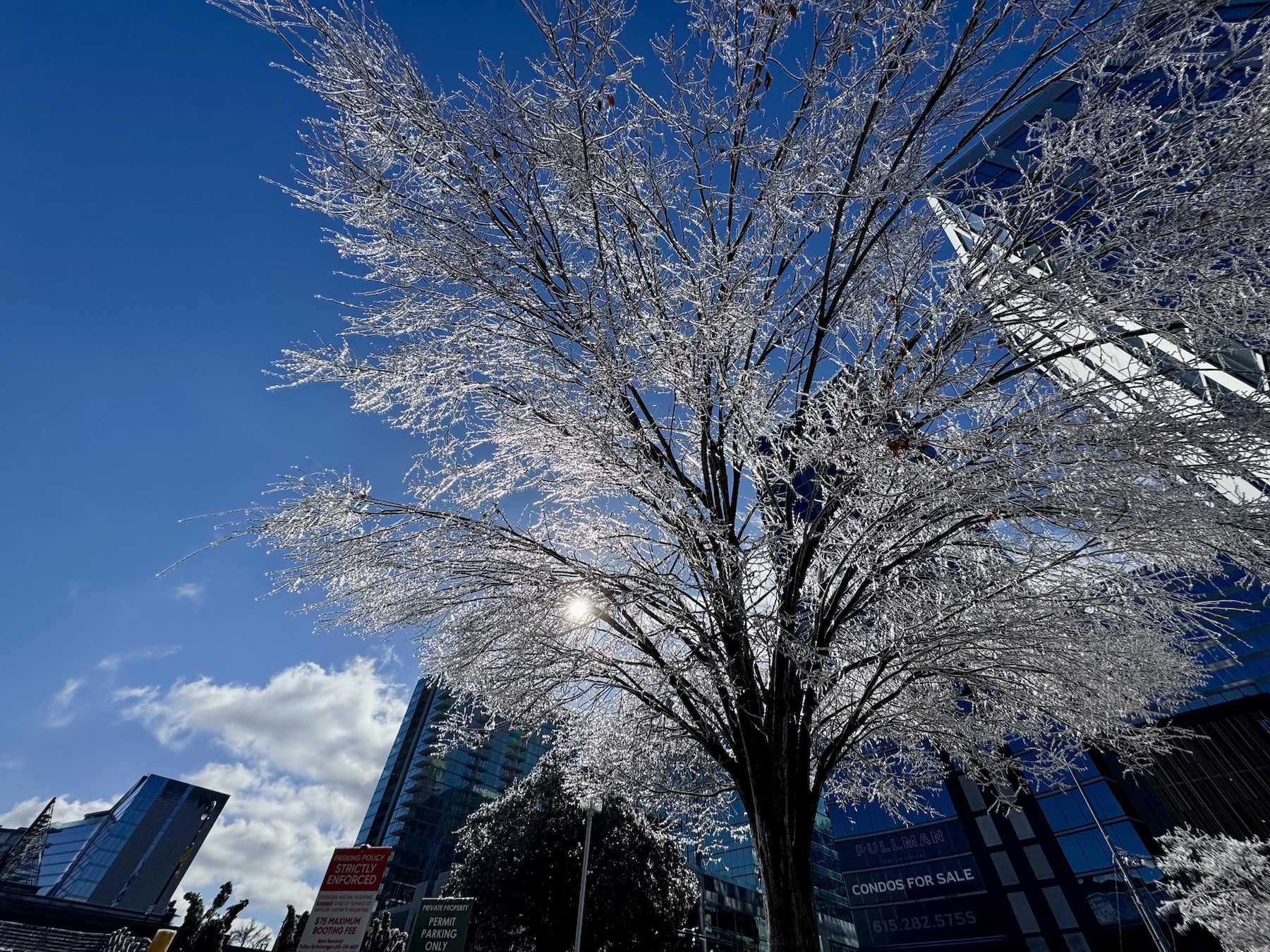 Trees splintered, split and crashed across Nashville. Here’s how to help