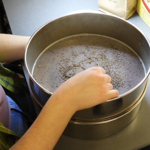 SGI volunteer cleaning chaff off native seeds