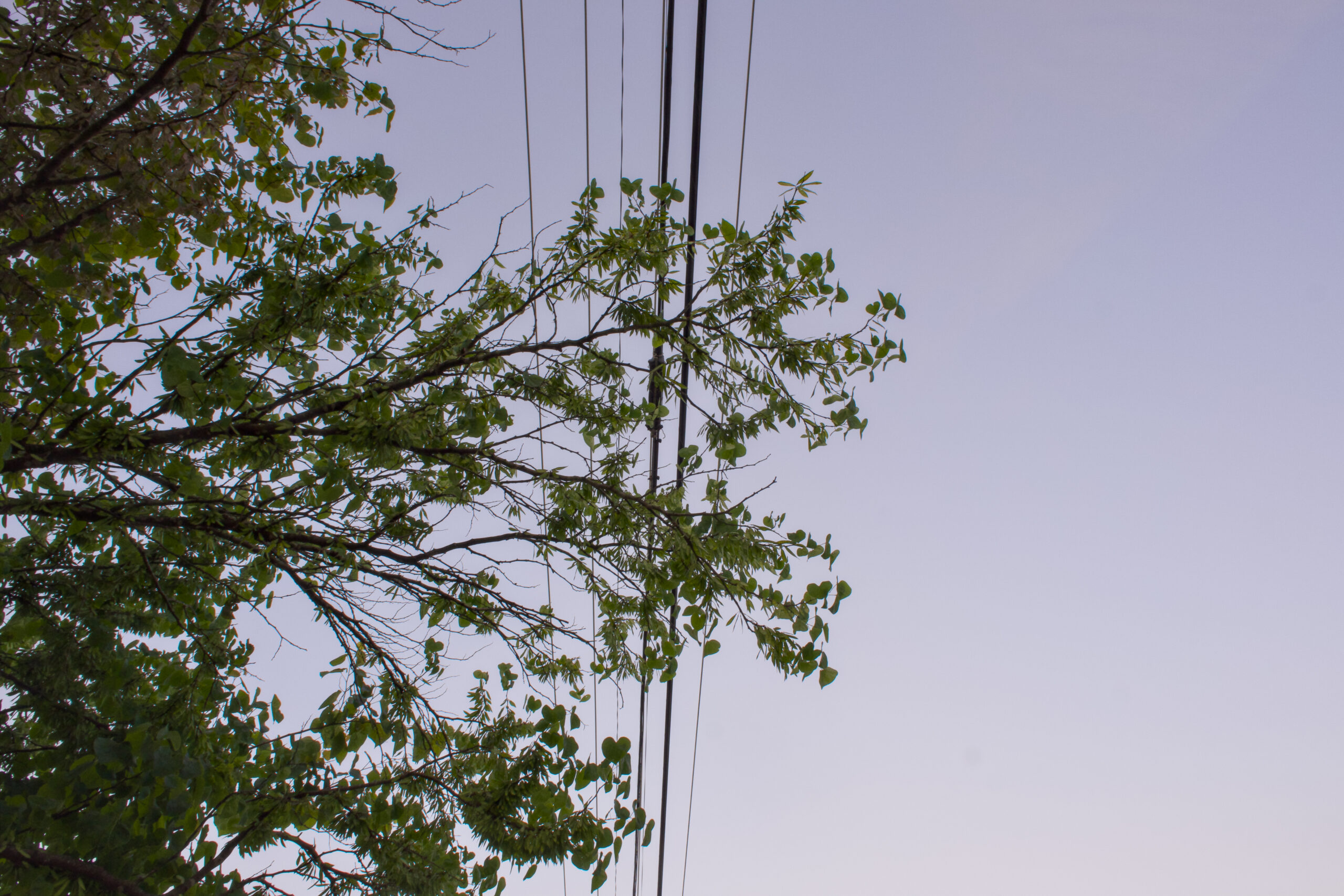 Nashville leaders request moratorium on NES tree trimming policy
