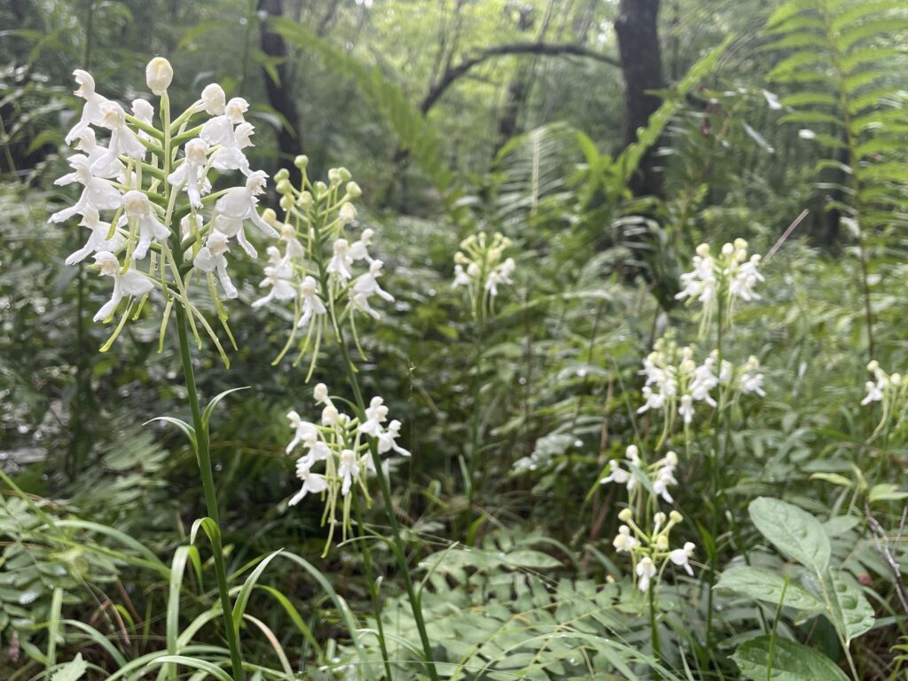 The Office of Kentucky Nature Preserves has been working to restore native wetlands on the Cumberland Plateau and the white fringeless orchids, a federally threatened plant.