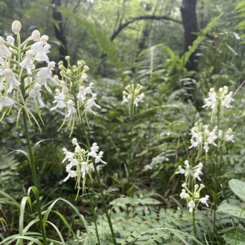 The Office of Kentucky Nature Preserves has been working to restore native wetlands on the Cumberland Plateau and the white fringeless orchids, a federally threatened plant.