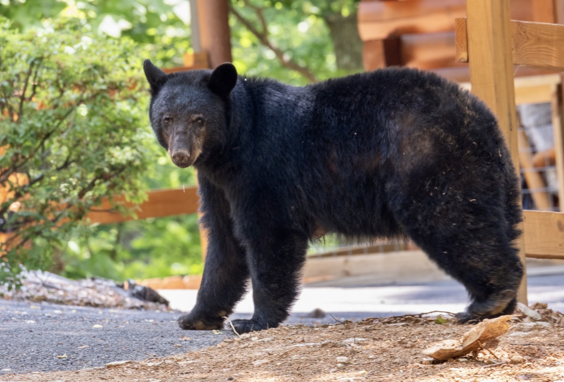 Black bears in Nashville? Wildlife officials say bears are on the move