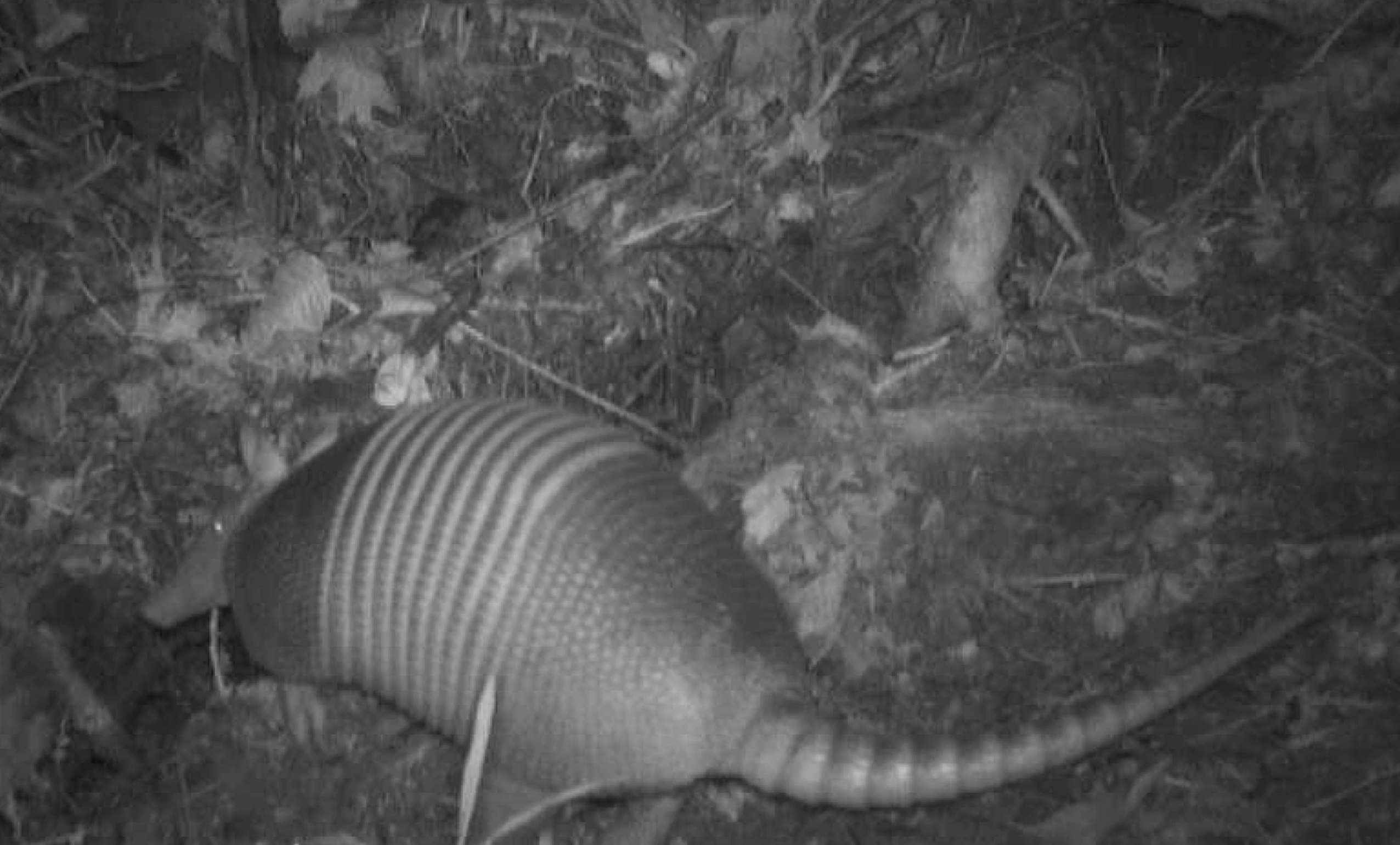 Cute but not so cuddly, armadillos are making their way north