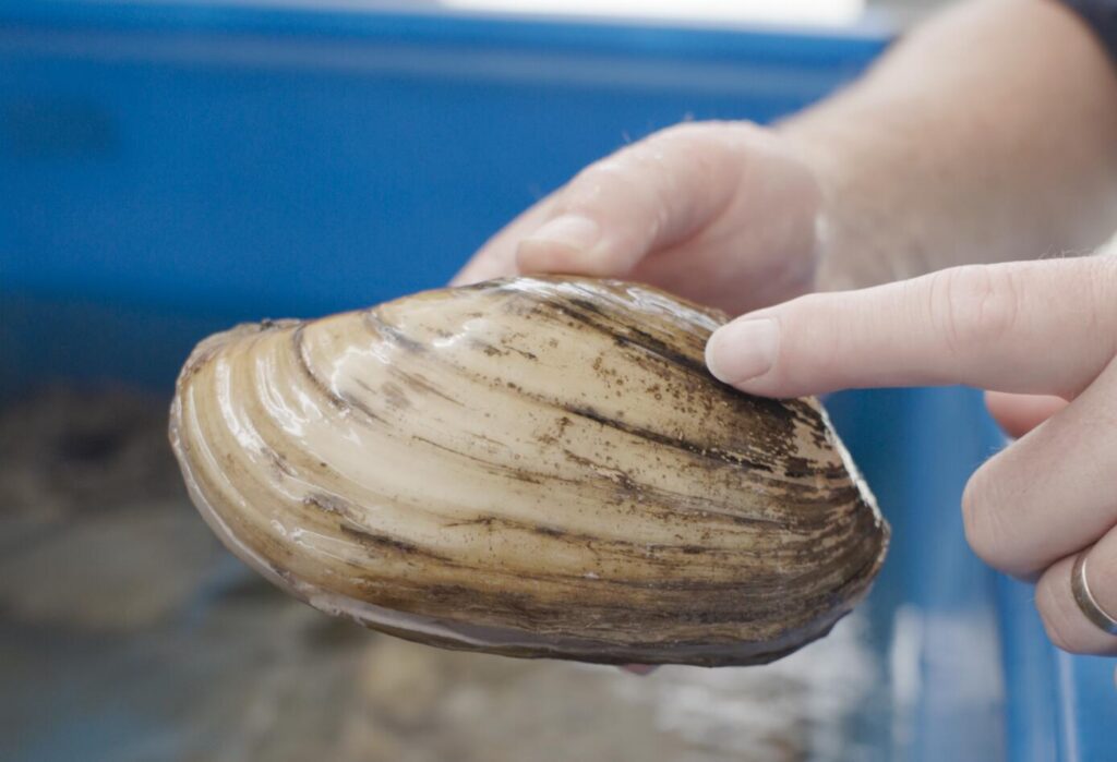 A finger points to the rings on a mussels shell, which indicate its age.