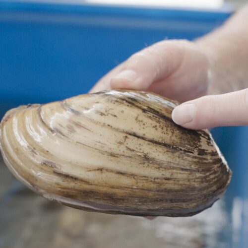 A finger points to the rings on a mussels shell, which indicate its age.