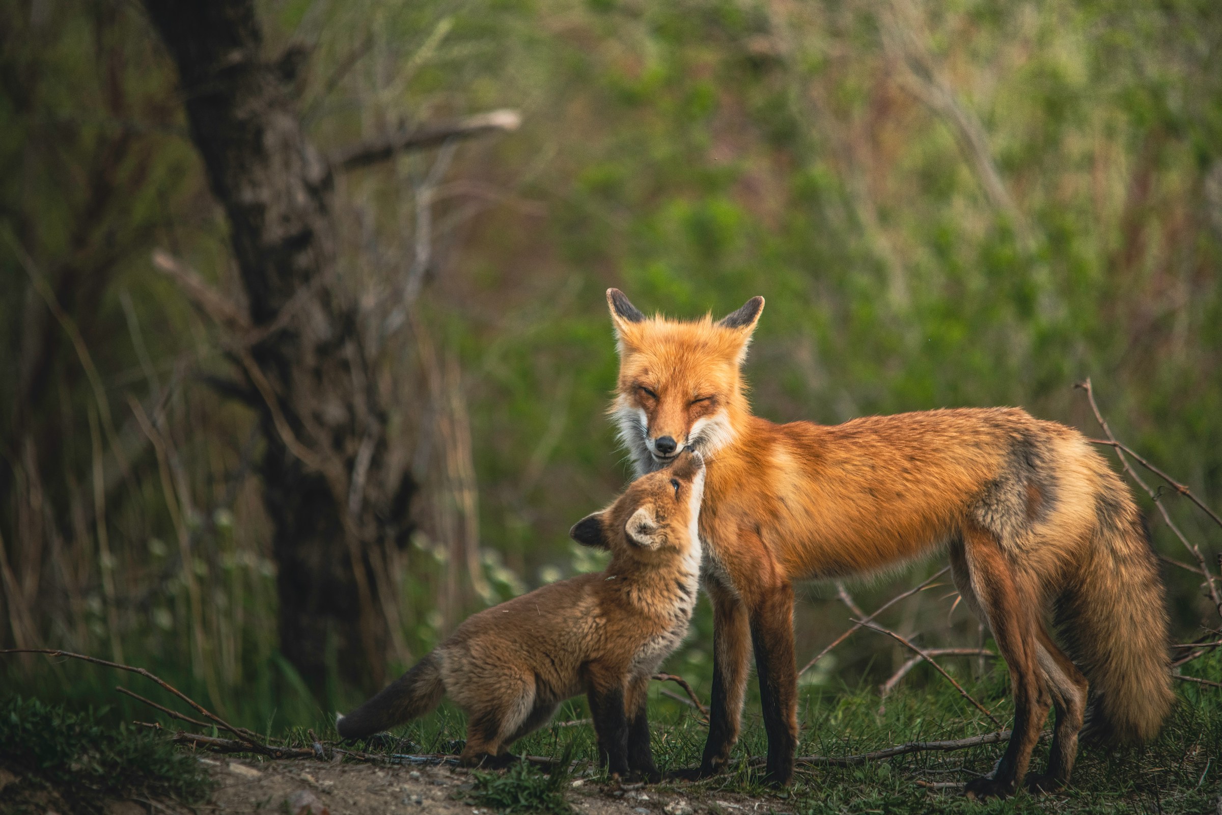 Animals can be queer. Here are Tennessee critters that show love is love