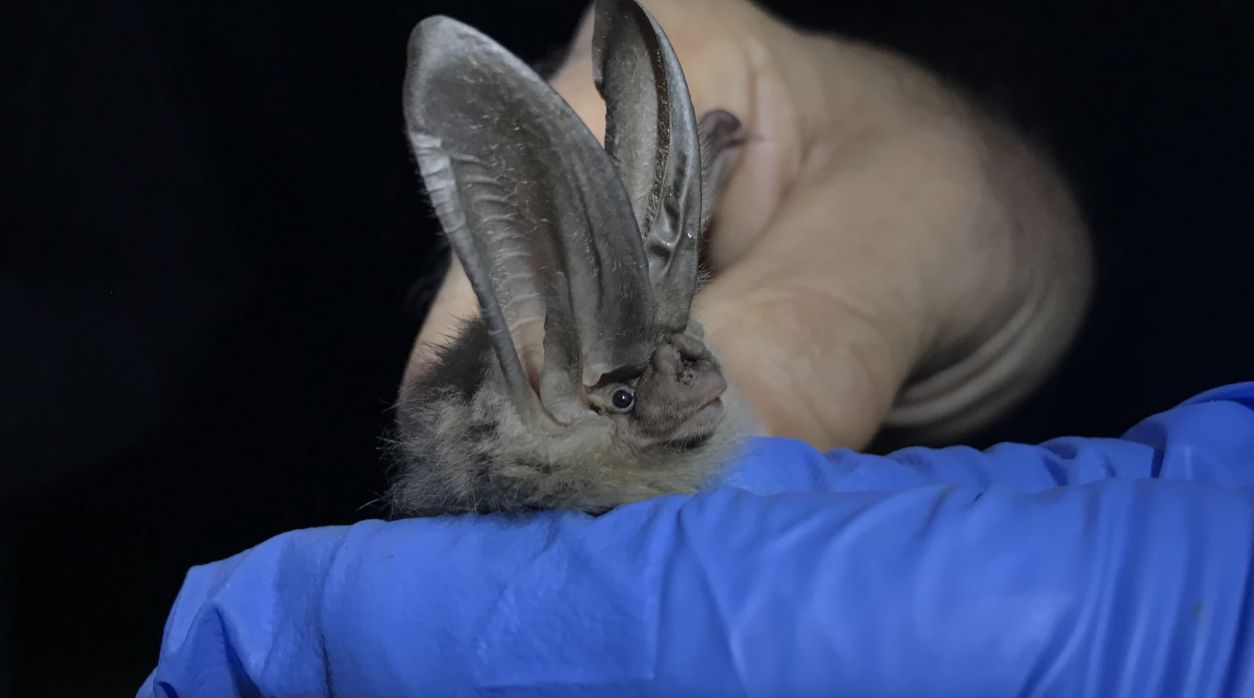 Bats save farmers billions of dollars, but they’re in danger