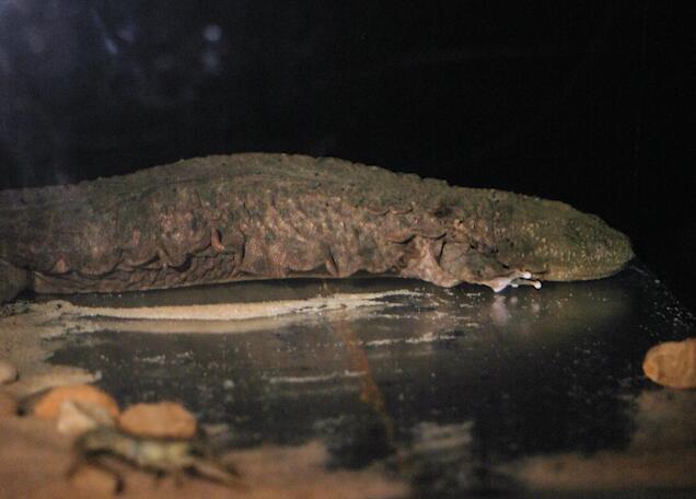 A hellbender salamander sits in a dark corner.