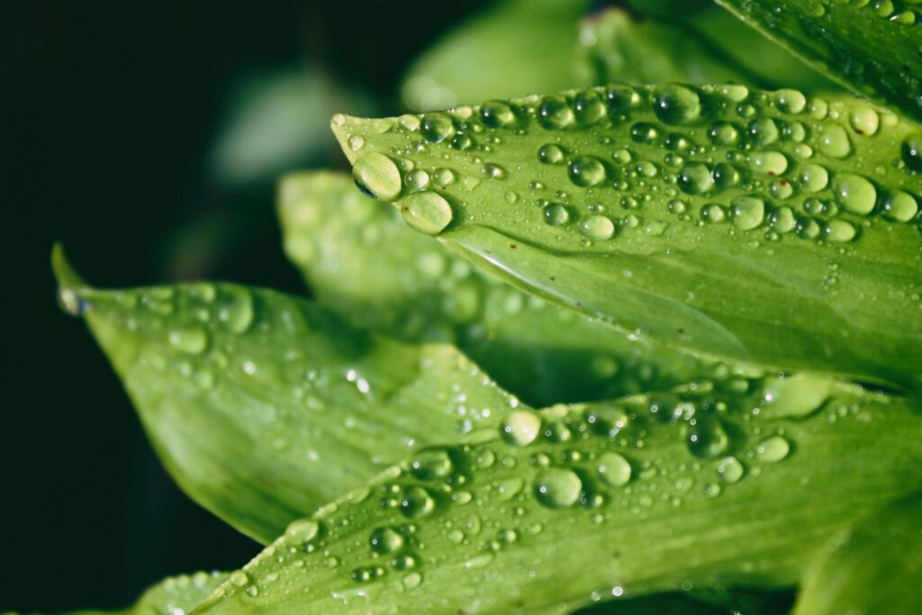 Nashville just neared its dew point record. Why that’s dangerous for heat, flooding