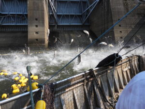 Asian carp jumping as Robbins and his crew tighten a seine net