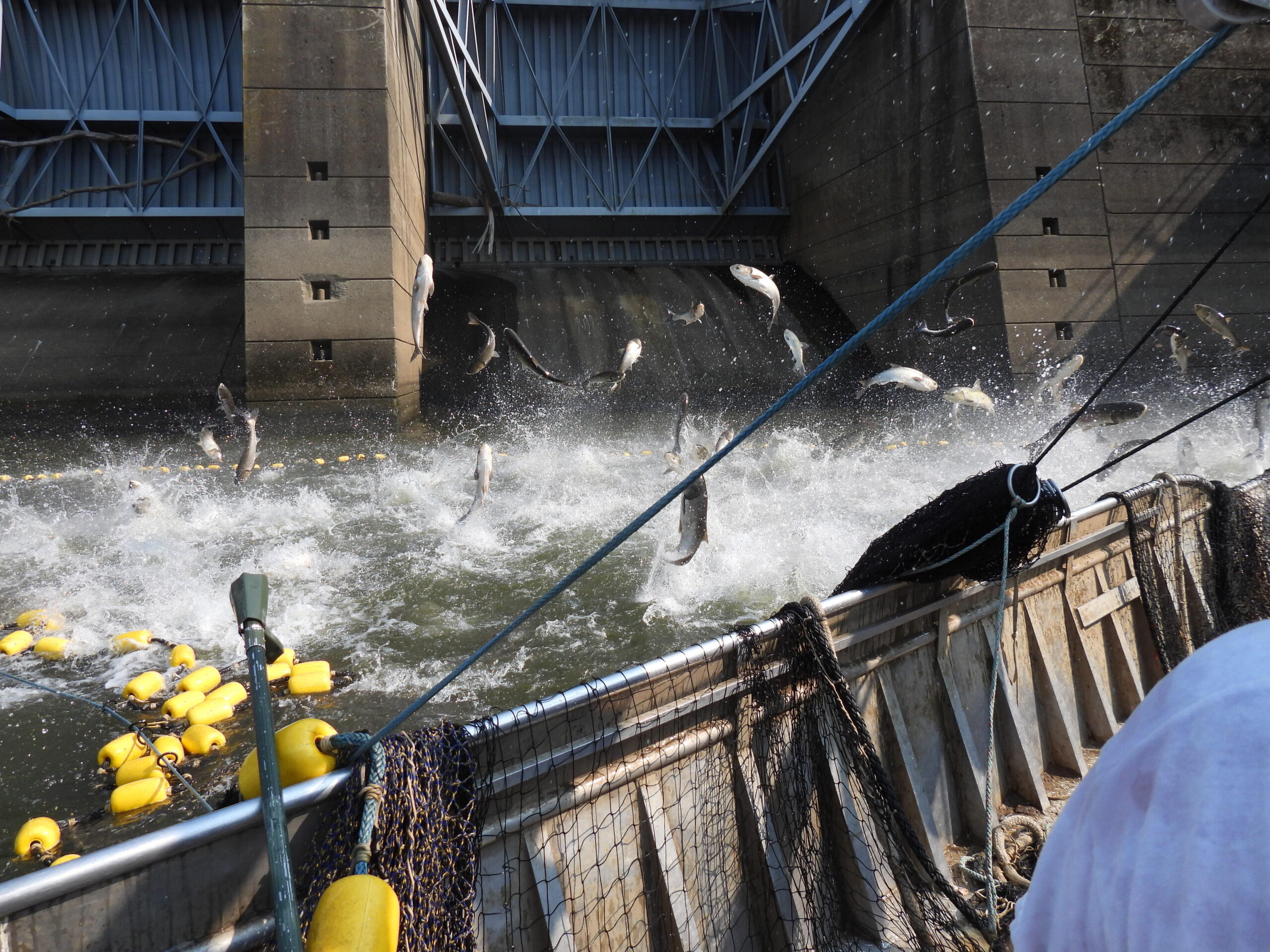 Fishermen reeling in results under 'experimental' program combating Asian carp