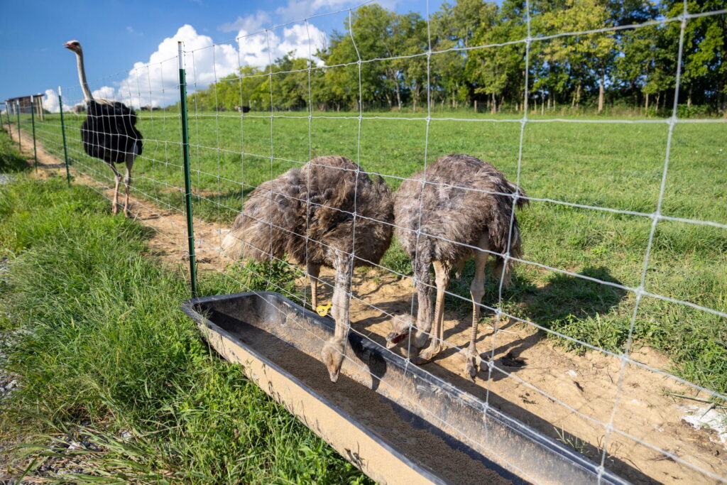 Alpha Roost Farms in Danville, Kentucky raises ostriches to sell their meat as an alpha-gal-friendly red meat option.