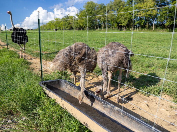 Alpha Roost Farms in Danville, Kentucky raises ostriches to sell their meat as an alpha-gal-friendly red meat option.