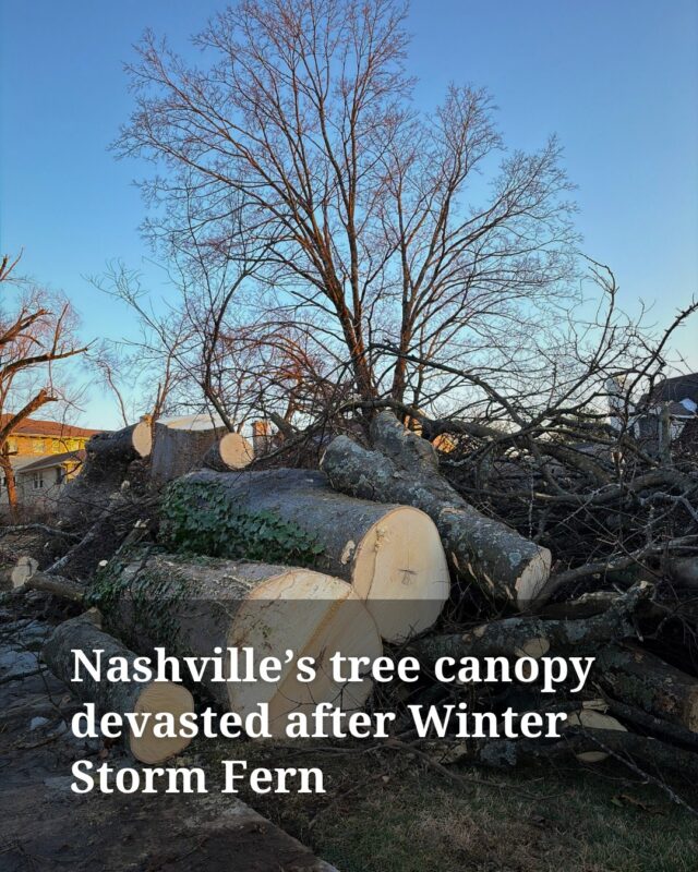 “It’s like your fingerprints have changed. It’s like you look in the mirror and the color of your eyes has changed,” said Chris Leonard of the Nashville Tree Conservation Corps. 

Many folks are struggling with the visual devastation of tree loss in and around Nashville, as the silhouette of foliage, perhaps unconsciously memorized, is now different in the aftermath of Winter Storm Fern.

The loss will shake ecosystems, affecting water drainage, heat and wildlife, as reported by WPLN’s Caroline Eggers.

But this storm could be a catalyst for change. Citizens can take action and:

🌳  Demand better laws to protect trees against development (which typically kills more trees than storms)
🌳  Plant climate-resilient trees
🌳  Volunteer with or donate to tree-planting efforts

“I spend so much of my time trying to soothe the fears of people about anything to do with nature, about bees and birds and critters and trees,” said Jo Brichetto, a Nashville naturalist. “This is going to be hard to get people to want to plant trees again. But we have to do it.” 

Tap link in bio for more.

Photos 1, 4, 5: Blake Farmer
Photo 2: Terry Cook
Photo 3: Justin Barney