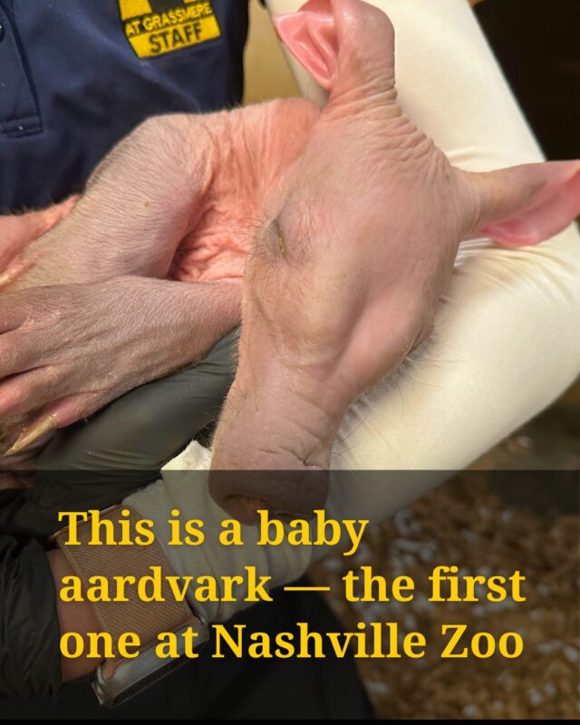 Happy Valentines Day! It's hard not to love a baby animal, right? Say hello to Happy, a baby aardvark at the Nashville Zoo. He’s #1 — the first baby aardvark born in the zoo.

While Happy might look all cuddly and pink in these photos, aardvarks are private creatures, who mind their business and eat ants/termites. They are nocturnal and underground creatures, making them hard to spot during the day and notoriously hard to research, reports WPLN reporter Catherine Sweeney.

So note to self: you can only see them at the Nashville Zoo during presentations, or when they’re on walks. (You can love Happy the aardvark from afar.)

Photos: Catherine Sweeney and Allyson Mao
