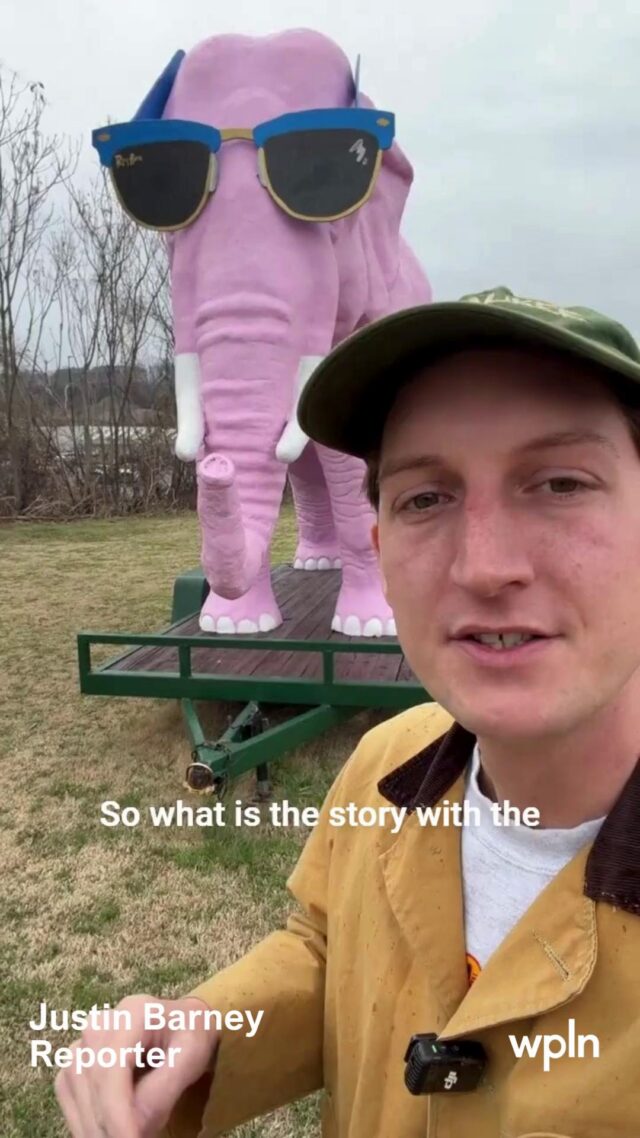 Missing elephant alert. We are looking for Pinky the Elephant (the OG version).

Pinky the Elephant showed up on Charlotte Pike in Nashville in the 1980s. Initially Pinky had a gang of friends — a bull, fish and gorilla.

Pinky's original location was McPherson Motors. When they closed, Pinky was subsequently sold to a rental company and poof — a 12 foot pink elephant disappeared from public view.

The new owner, University Motors, commissioned a new Pinky. That Pinky has been on Charlotte for 26 years, currently residing in all its pink glory at Clean Getaway Auto Wash.

But where is the OG Pinky? 

Help us solve the mystery of how a 12 foot pink elephant vanishes. If you have any leads as to the whereabouts of the original Pinky, the tip line is open — please drop a comment below with any information as to the whereabouts of Pinky and the gang.

Follow along for more from Curious Nashville. Tap to subscribe to our NashVillager newsletter.