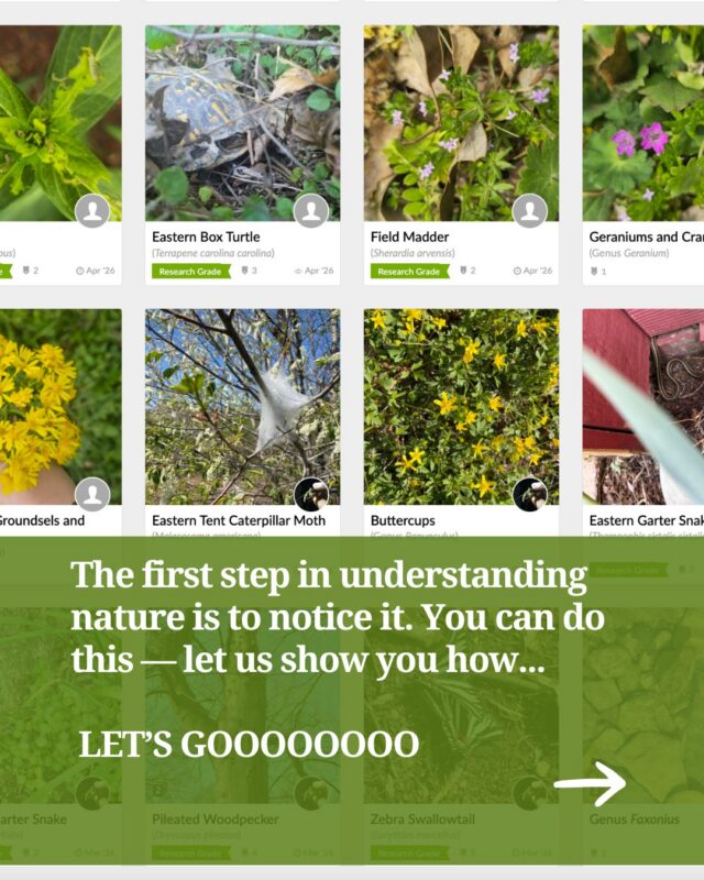 It’s all fun and games if you get a video of a bear in your airbnb hot tub in East Tennessee. But you can get more than just Instagram views when you snap photos or get audio of nature around you. You can contribute to science. 

During June we've brought you stories about signal species: bears, kudzu, mollusks, armadillos, and yet to come - bats!  These species are telling us something about our changing world — but are we listening? If you are, then there's something you can can contribute to scientific data about the changing world around us. Join our project!

We've teamed up with @inaturalistorg and created an Appalachia Signal Species project. 

Tap link in bio to join and to contribute your observations. We can better our collective understanding of the world around us. Your observations might lead us to our next story.

Photos: Megan Jones/iNaturalist, Scott Loarie, used with permission