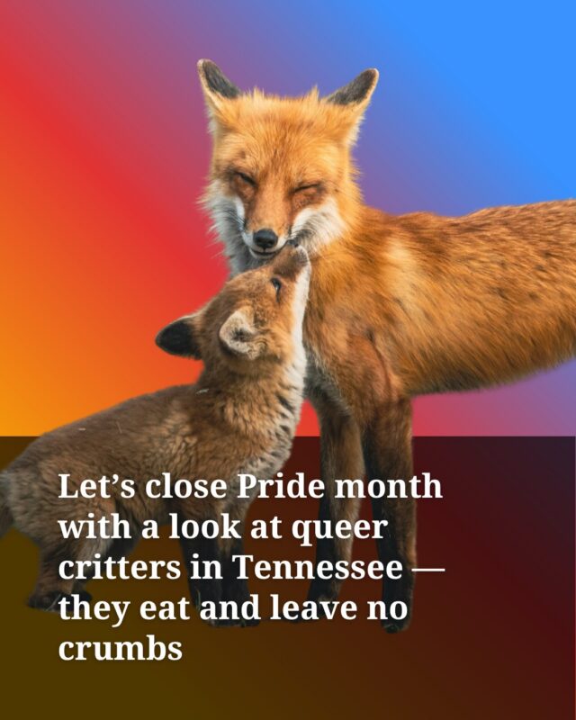 Same-sex sexual behavior has been documented in more than 1,500 species. Many animals also have the ability to change their sex, and some species have a combination of sexes. 

In Tennessee, red foxes commonly engage in homosexual mating with multiple partners outside the breeding season: Males typically display equal preferences for female and male partners, but female foxes are more oriented toward same-sex relationships. Female black bears co-parent cubs together. Male southeastern blueberry bees mount each other, and eastern bluebirds engage in ritual exchanges of food gifts with all genders. 

Across the planet, female bonobos are more likely to have homosexual encounters. Male bottlenose dolphins form lifelong relationships with other males. Clownfish can change sex, while some butterflies and beluga whales can be a combination of sexes. Female Laysan albatrosses in Hawai’i share nests, engage in sexual behavior and raise their young together. 

Scientists now think it may be rare to find a species that does not exhibit some form of queer behavior. 

“Being a purely heterosexual species is the exception,” Josh Davis, a science writer at London’s Natural History Museum, wrote in the book “A Little Queer Natural History.” 

Tap link in bio for the full story from environmental reporter Caroline Eggers.

Photos: Fox family: Jeremy Hynes/Unsplash, Black bears: Ben Owen/Unsplash, Lone fox: Zetong Li/Unsplash, Bee: iNaturalist user jill1004, Bluebird: Patrice Bouchard/Unsplash