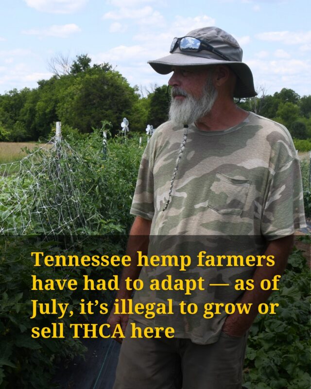 “There’s not a person in this industry that didn’t know this day was coming,” says Bill Corbin, a farmer based in Springfield. 

Marianna Bacallao (@ba.marianna) reports that as of July 1, you can’t grow or sell THCA in Tennessee, and that’s forced hemp farmers to pivot. In Corbin’s case, he’s turning to a different variety of hemp, with fibers used to make rope, packaging and even car parts like seatbacks and dashboards. 
 
Others, like Lee Crabtree, are now growing food instead. On his farm in Readyville, east of Murfreesboro, Crabtree has sweet corn, blackberries, tomatoes, and sunflowers. “I’m not making the money that I would have been making back when CBD was huge there for a minute,” Crabtree says. If his new crops don’t sell, he’ll be out of a job. 
 
A recent estimate put the total value of Tennessee’s hemp market at $1.7 billion, but that stands to take a hit in the absence of “full-spectrum” CBD products, or those with THC. Corbin says he's relied on them for his arthritis, and he worries for others who use such products medicinally. 
 
Those folks are a huge part of the market, says Frederick Cawthon, head of the Hemp Alliance of Tennessee. “A lot of people think it’s the young generation — no,” says Frederick Cawthon, head of the Hemp Alliance of Tennessee. “The data shows it’s your grandmother, it’s your auntie, it’s the church lady, actually.” 

Tap link in bio for more.
 
Photos by Marianna Bacallao