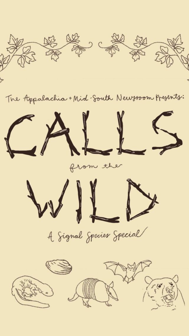 I wanna call you on your bird phone. Ring ring — it's our new podcast Calls from the Wild — now available on the NPR app and NPR One, Spotify and Apple Podcasts.

On the “Calls from the Wild” podcast, you'll hear what kudzu, bears, mussels and bats have to tell us about our changing environment. Guests include former NYT columnist Margaret Renkl and pubic radio reporters from throughout our region. Your narrator is John Boyle.

It's easy listening. And after you listen you are invited to join our project on iNaturalist (inaturalistorg). It covers Tennessee, Kentucky, and West Virginia and roaming in the region is encouraged. It's easy, it's free, and it's a great way to get into the habit of noticing and recording the birds, plants, insects and animals around you. And when you contribute — congratulations — you made some science!

Tap link in bio to get to the podcast.

Calls from the Wild is a collaboration of Nashville Public Radio and the Appalachia + Mid-South Newsroom. (@porchlightnews)

Video producer: Megan Jones
Editor: Andrew Henderson
